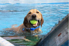 Wiederaufladbares ferngesteuertes Hundetrainingsgerät, Haustierbedarf, wiederaufladbarer Bellstopper